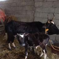 گاو داشتی و با گوساله نر گاو جوان جنگلی