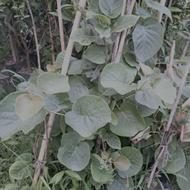 نهال کیوی هایوارد و نر | مناسب باغهای تجاری