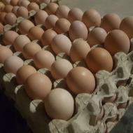 فروش تخم مرغ