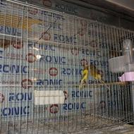 قناری ماده اماده