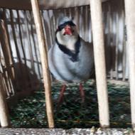 کبک کوهی کوردستان