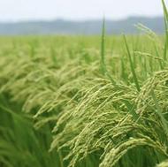 فروش برنج طارم هاشمی درجه یک