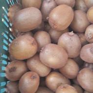 نهال کیوی خونی سه ساله