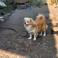 دو عدد سگ نرو ماده