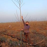 فروش ارقام نهال مثمر و غیر مثمر