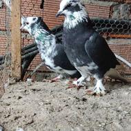 یک جفت کبوتر پرشی