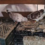 کبوتر تهرانی