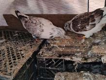 کبوتر تهرانی در شیپور