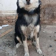 سگ هاسکی نر اصل واگذار