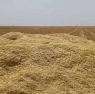 کاه درجهه یک