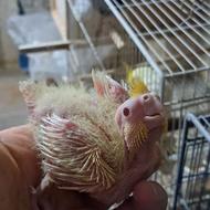 طوطی عروس سرلاکی لوتینو و آهویی