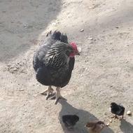 مرغ و جوجه اصلی