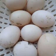 تخم نطفه دار اردک خارجی روسی