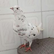 کبوتر نر پرشی