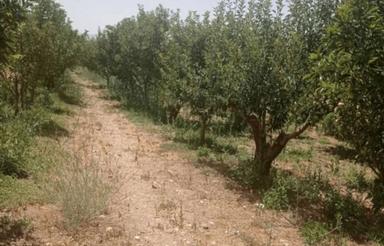 باغ سیب رقم رد وگلدن