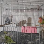 طوطی برزیلی و گرینجیک جفت مولد