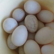 تخم اردک اسراییلی