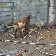 گوسفند ماده جوان