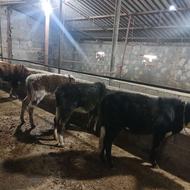 خرید فروش گاو