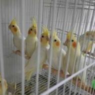 طوطی عروس لوتینو