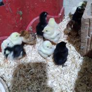 15عدد جوجه لاری لطفا فقط تماس بگیرد