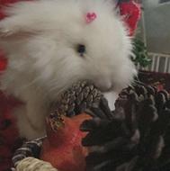 خرگوش لوپ با وسایل