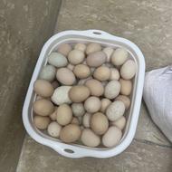 تخم مرغ محلی