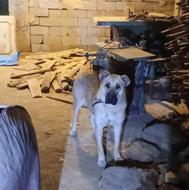 سگ لاس درجه یک جنگی ازنسل بز سرخاب واگذاری