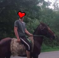 دوستان یه اسب نر باری و سواری عالی تخفیف داره