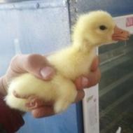 فروش جوجه غاز یک روزه