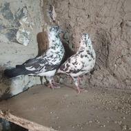 کفتر سوسکی سیاه