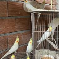 طوطی عروس تک و گله ای