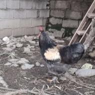 خروس برهما | خروس امپراطور