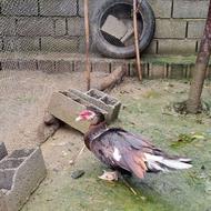 اردک نر مسکویی خارجی شکلاتی بالغ