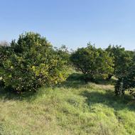 باغ پرتقال کنار بافت