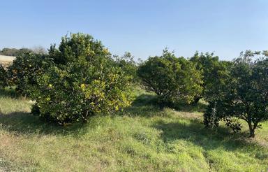 باغ پرتقال کنار بافت