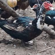 اردک خارجی نروماده