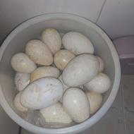 تخم غاز برگشتی از دستگاه