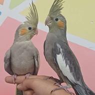 دوعدد عروس هلندی 2ماهه