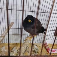 مرغ مینا خوش آواز