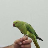 پرنده طوطی ملنگو