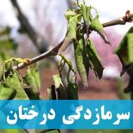 رفع سرمازدگی باغات
