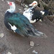 اردک اسرائیلی نر مرغ خروس گوشتی