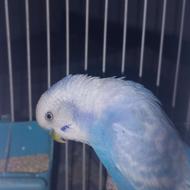 یک عدد مرغ عشق نر