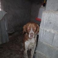 واگذاری سگ سیتر فول به شرط