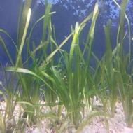 فروش گیاه اکواریوم