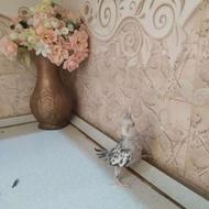 فروش عروس هلندی مولد دستی