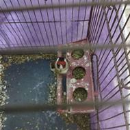 چهار تاسره فروشی