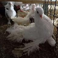 کبوتر تزئینی