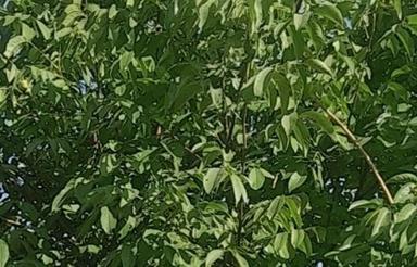 فروش 750مترزمین مزروعی